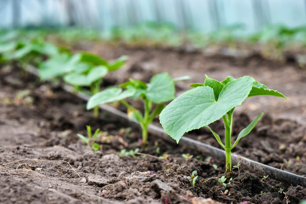 how to turn on irrigation system